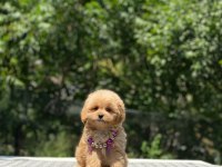 Dişi ve erkek poodle mevcuttur hepsi de safkan