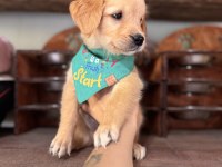 Her ailenin hayali golden retriever bebekleri