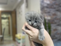 British scottish shorthair erkek kediler
