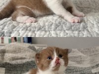 Cinnamon Bicolor Dişi Kedimiz