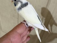 33 Günlük Dişi Bebek Muhabbet Kuşu