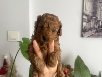 Orjinal teacup toy poodle dişi yavrular