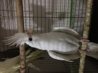 Albino sultan papağanı
