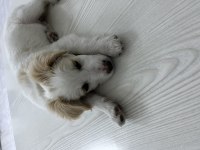Melez Köpek