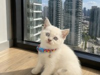 Safkan British Shorthair bebekler