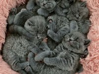 A++ SHOW A62 BRITISH SHORTHAIR YAVRULAR