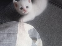 British Shorthair Harika Bebekler