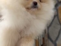 1. Sınıf A kalite pomeranian bebekler