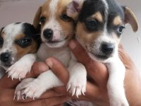 Kısa bacaklı jack russell yavrularımız