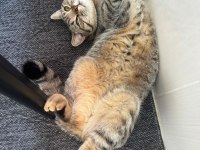 1 yaşında uysal british shorthair