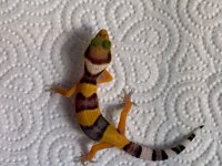 YAVRU LEOPAR GECKO