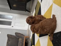 Toy poodle köpeği