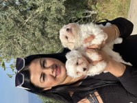 Safkan ufacık maltese terrier yavrularımız