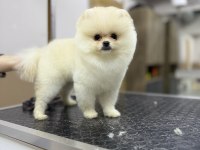 Safkan Garantili Pomeranian Yavrular