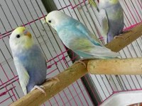 Forpus House farkıyla Bebek Rainbow muhabbet kuşları