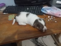 2 erkek yavru jack russell