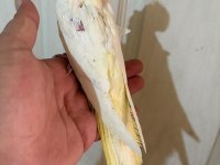 54 GÜNLÜK FUL EVCİL LUTİNO SULTAN PAPAĞANI BEBEK