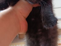 British shorthair silver