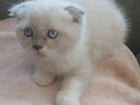 Boncuk gözlü scottish fold bebeklerim