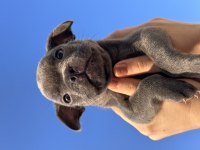French Buldog cinsi yavrularımız sahiplendirilecektir