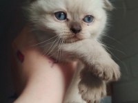 Scottish ve british shorthair 45 günlük
