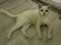 2 Yaşında British Shorthair