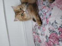 Güzeller güzeli british longhair kızım karamel
