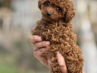 Aşılı Çiş Eğitimli Teacup Toy Poodle