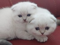 British shorthair 55 günlük