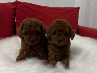 RED BROWN TOY POODLE MİCRO BOY
