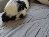 Shih Tzu Şitsu A Kalite Hızlı Gönderim Bursa Türkiye