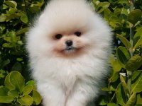 POMERANİAN BOO YAVRULARI