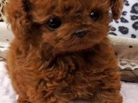 Toypoodle sevimli yavrular ruhsatlı çiftlik 