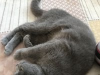 British shorthair kedimiz uygundur