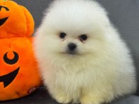 Ankaranın elit safkan pomeranian yavruları
