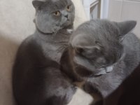 Ücretsiz kedi