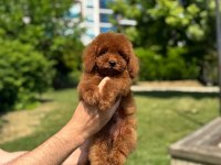 HARİKA TOY POODLE YAVRULARIMIZ