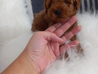 Toy poodle yavrular