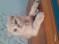 Çok tatlı ve farklı scottish fold