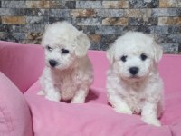 Türkiyede sayılı ailede olan özel ırk bichon frise