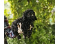 Siyah Toy Poodle Bebekleri