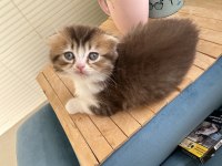 Uzun tüylü ve kırık kulak erkek scottish fold 50 günlük