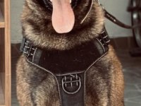 Safkan şecereli a class belçika malinois