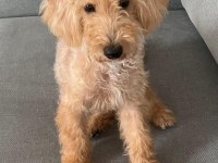 TÜM AŞILARI YAPILMIŞ MALTİPOO CİNSİ KÖPEĞİMİZ