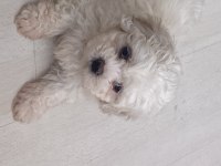 2.5 aylık 0 numara maltipoo max 3 kg olur