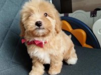 EV ÜRETİMİ MALTİPOO BEBEKLERİMİZ