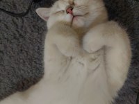 Oyun Delisi British Shorthair Fehmican