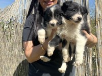 Uzun tüy border collie yavrularım