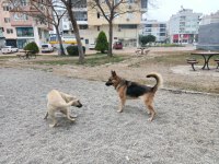 Alman kurdu