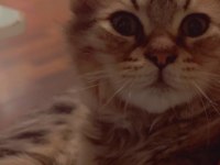ŞAŞKIN YAVRU KEDİMİZE LÜTFEN YUVA